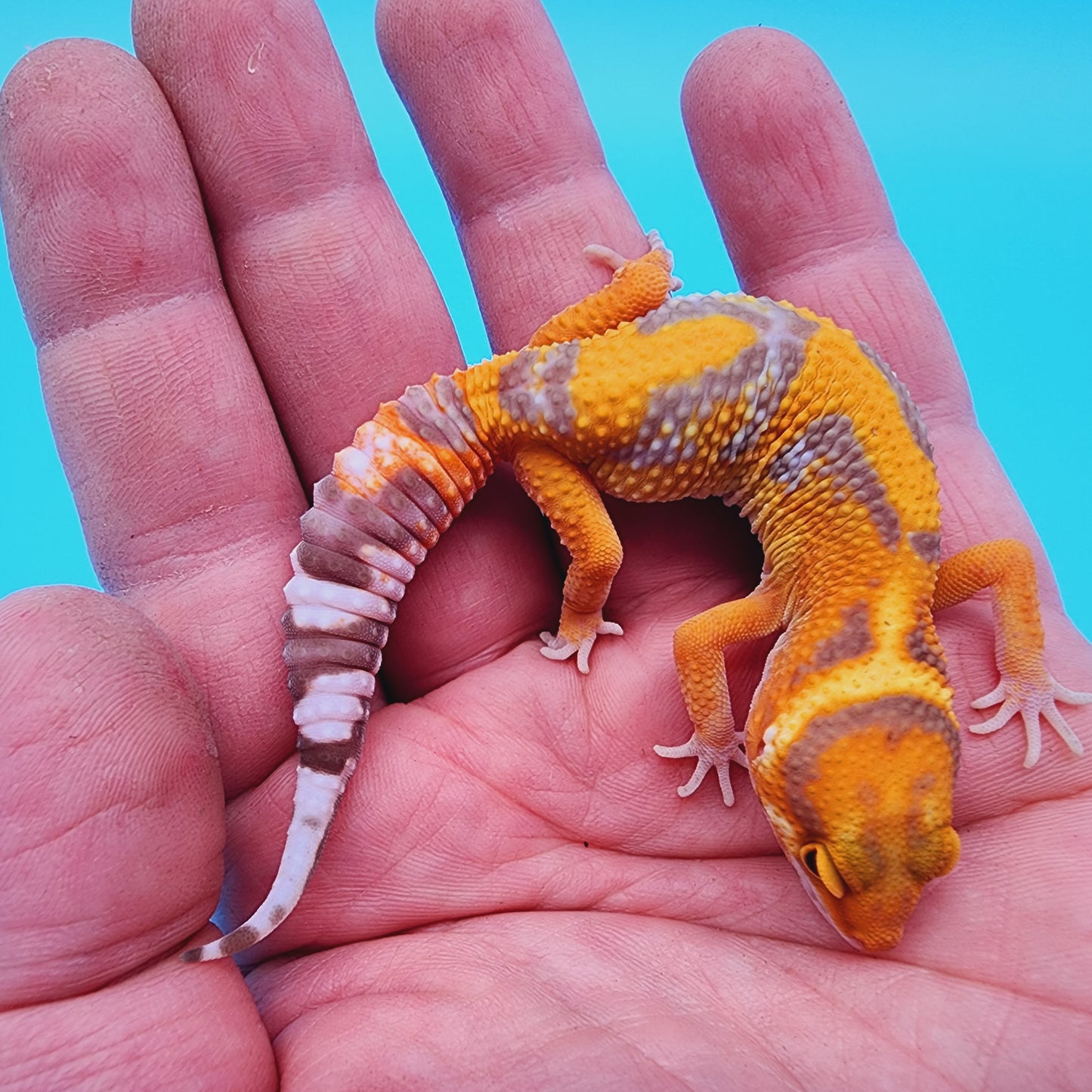 Mandarin Inferno Tremper Albino Jungle