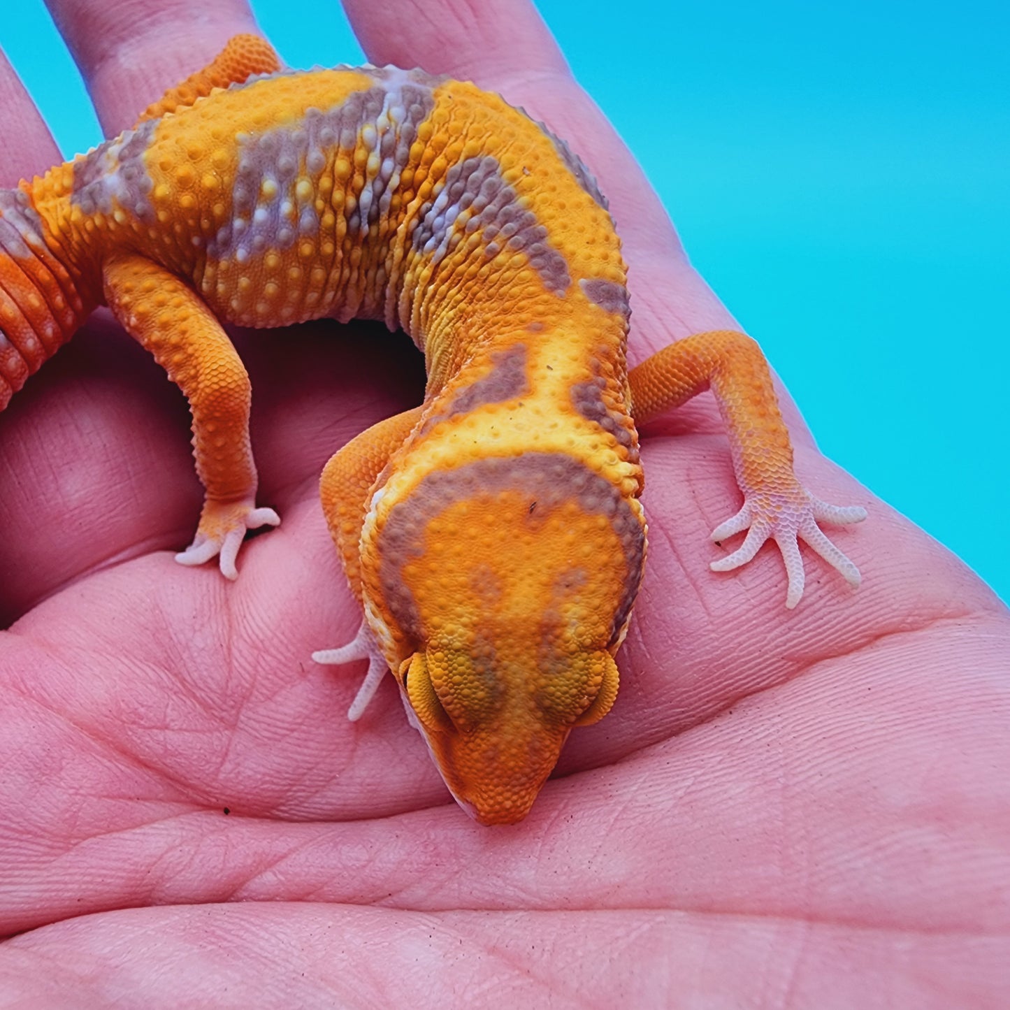 Mandarin Inferno Tremper Albino Jungle