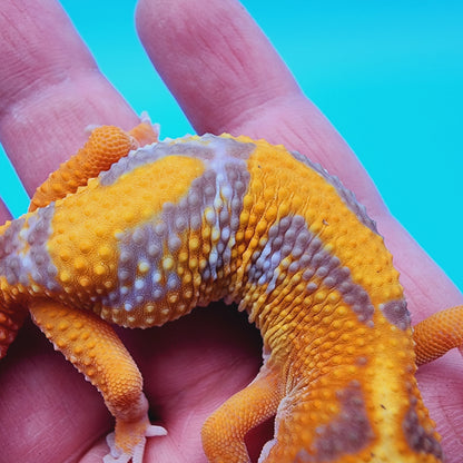 Mandarin Inferno Tremper Albino Jungle