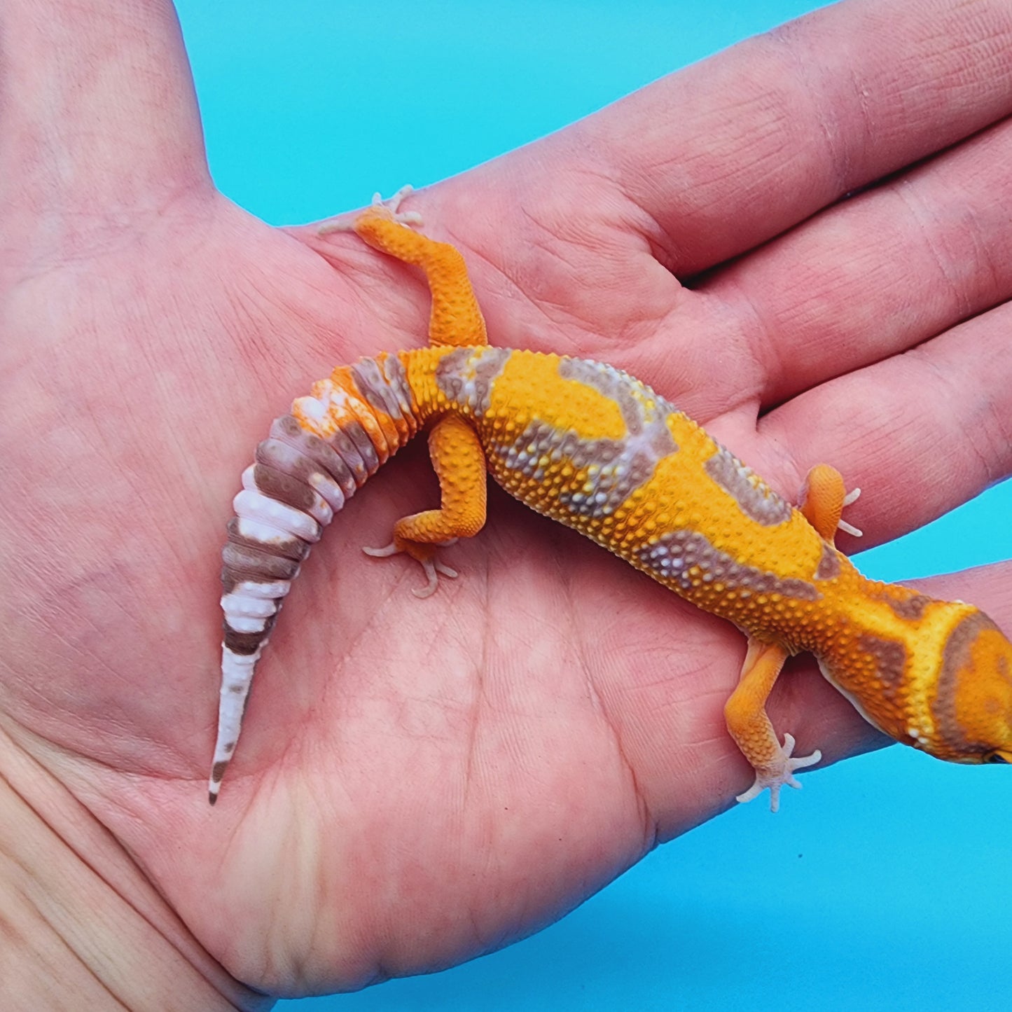 Mandarin Inferno Tremper Albino Jungle