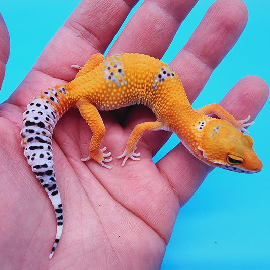 Mandarin Fire Bold low possible het Cipher