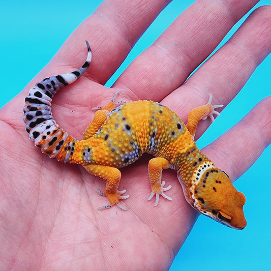 Mandarin Fire Bold low possible het Cipher (Copy)