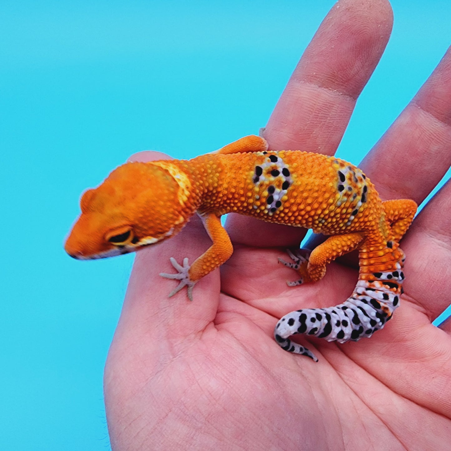 Mandarin Infenro 100% het Tremper Albino