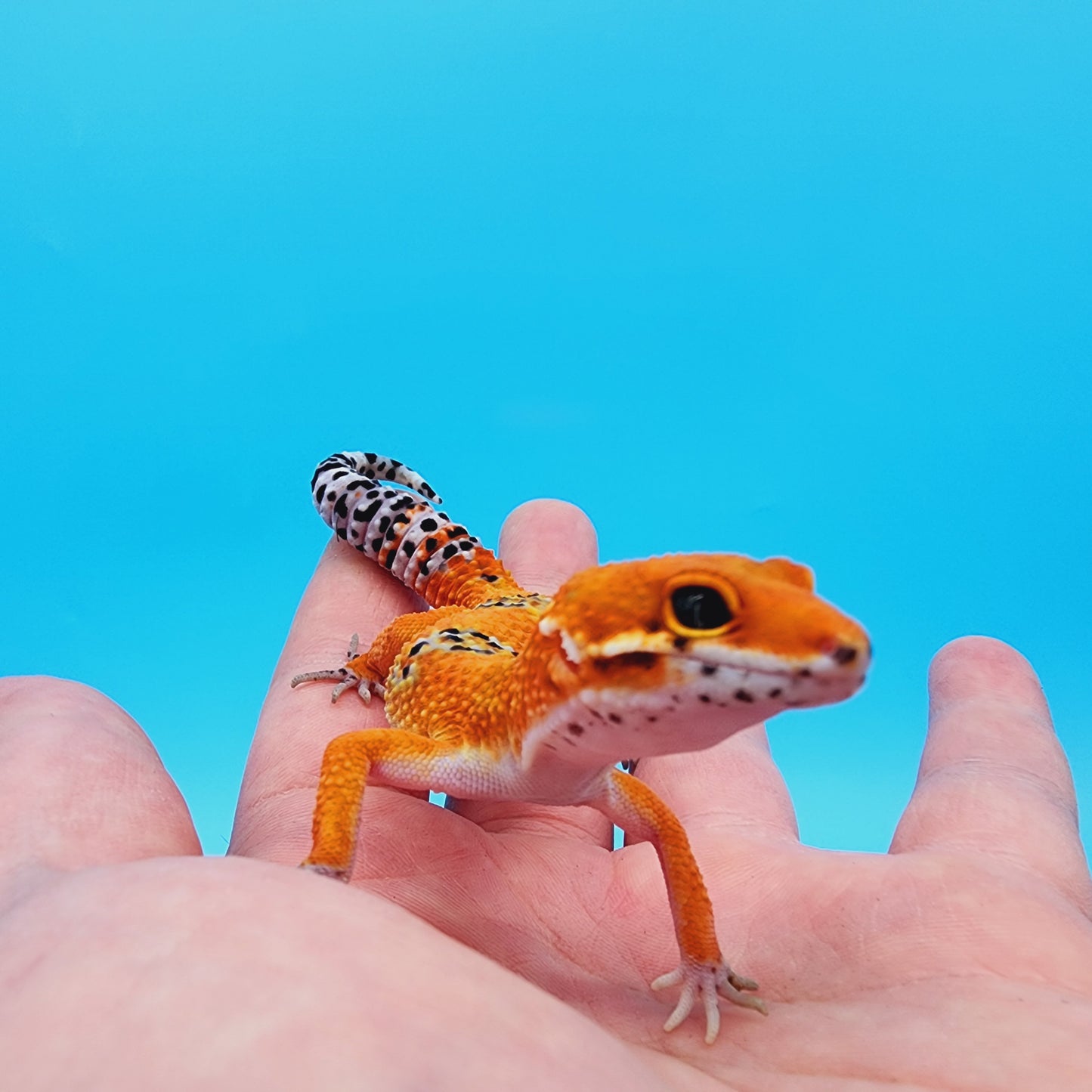 Mandarin Infenro 100% het Tremper Albino