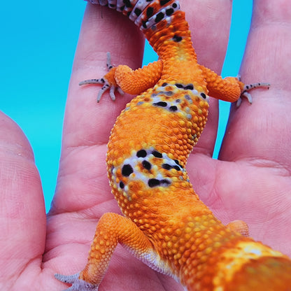 Mandarin Infenro 100% het Tremper Albino