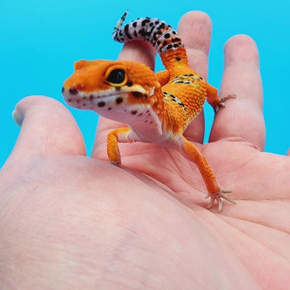 Mandarin Infenro 100% het Tremper Albino