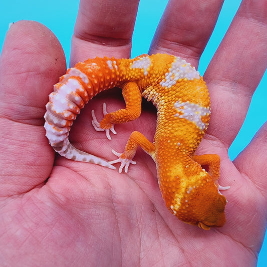 Mandarin Infenro Hyper Xanthic Bold Tremper Albino possible White & Yellow