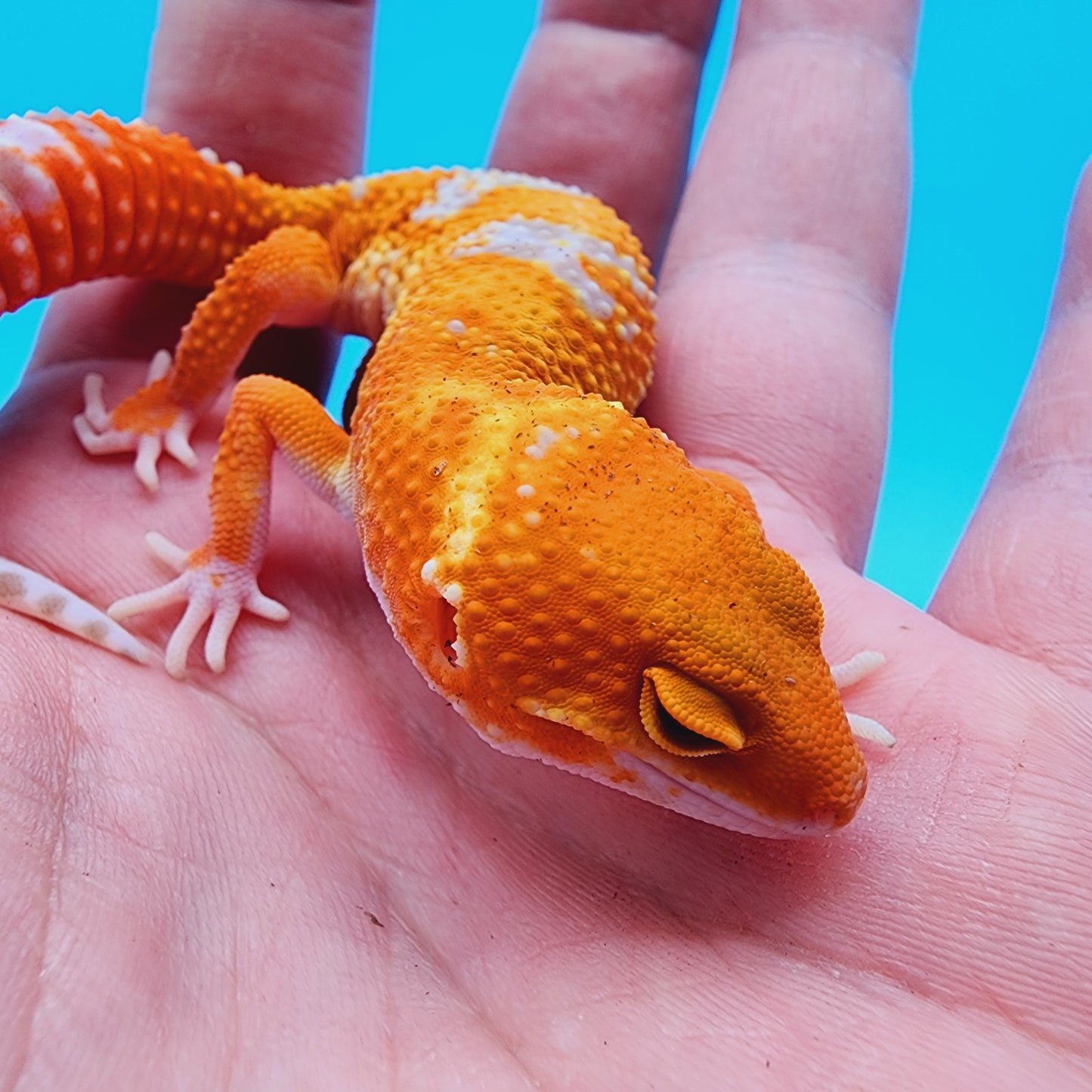 Mandarin Infenro Hyper Xanthic Bold Tremper Albino possible White & Yellow