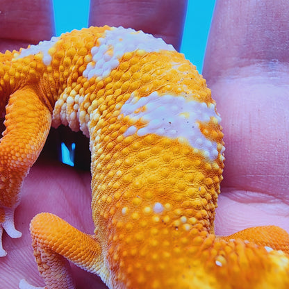 Mandarin Infenro Hyper Xanthic Bold Tremper Albino possible White & Yellow