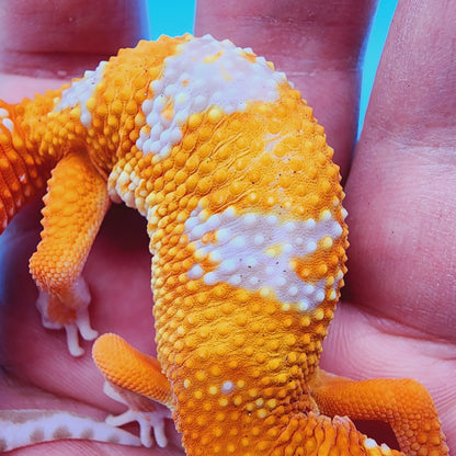 Mandarin Infenro Hyper Xanthic Bold Tremper Albino possible White & Yellow