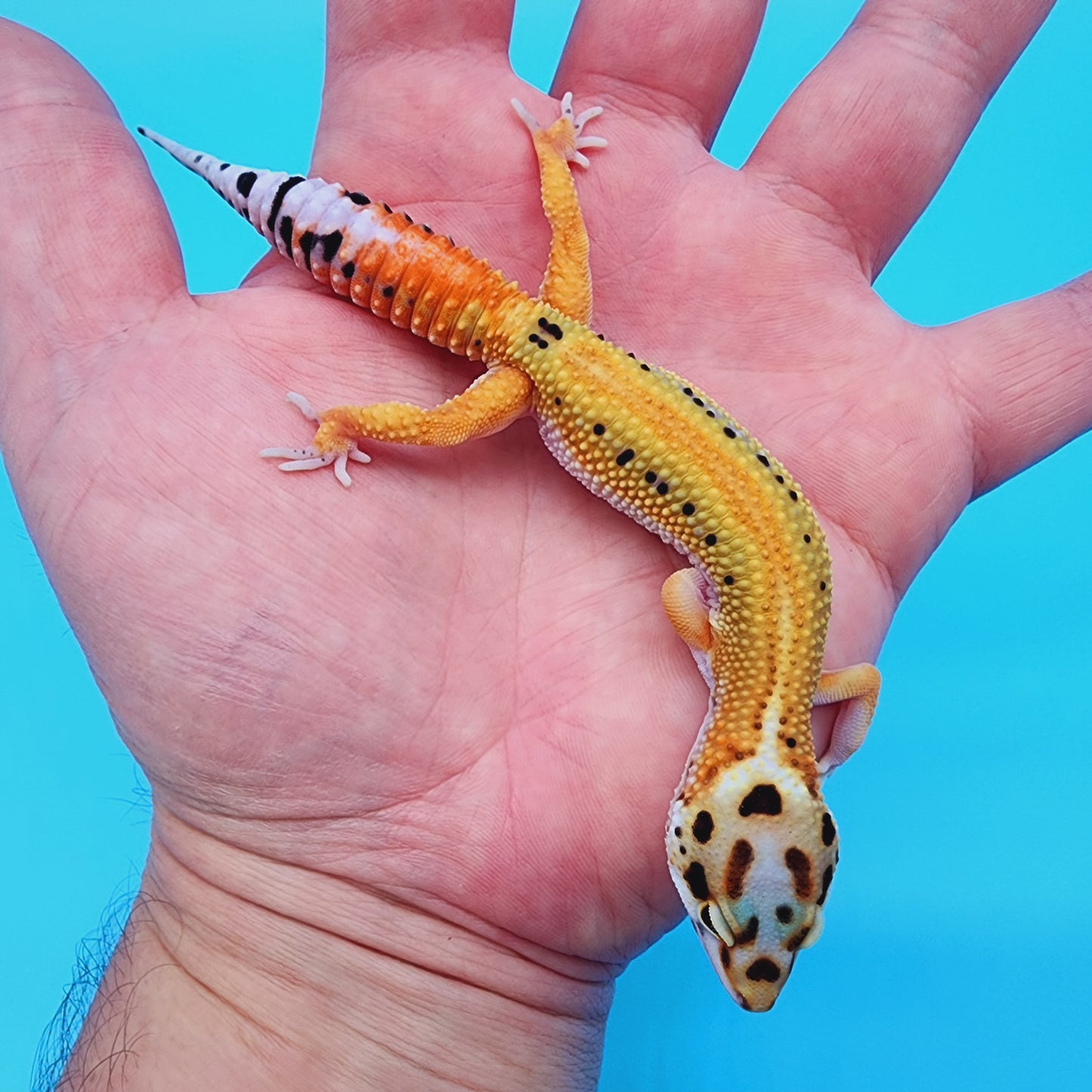 Female TBS Fire Bold Bandit Red Stripe 100% Het Tremper Albino possible W&Y