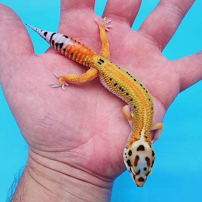 Female TBS Fire Bold Bandit Red Stripe 100% Het Tremper Albino possible W&Y