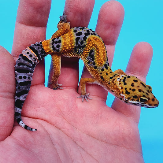 Giant Mandarin Blood Clown 100% het Tremper