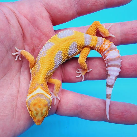 Mandarin Infenro Hyper Xanthic Bold Tremper Albino Jungle