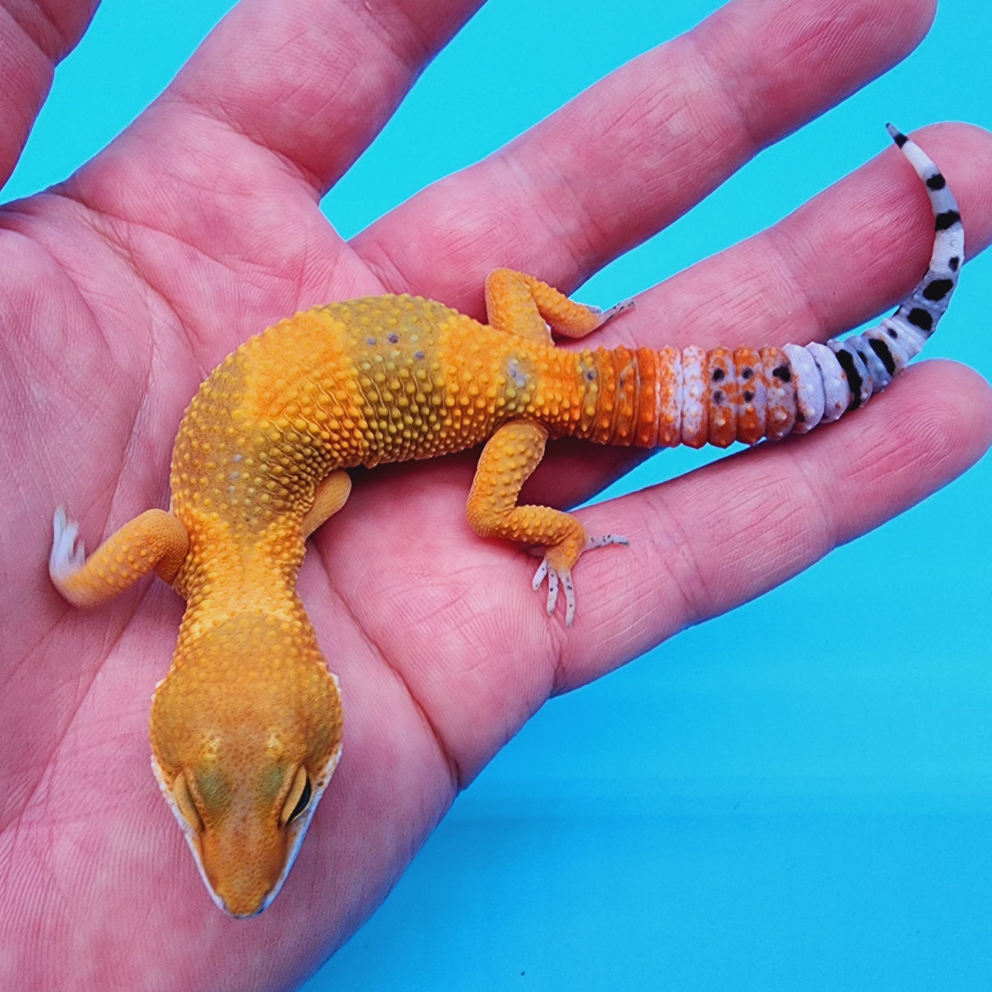 Super Giant Blood Emerine