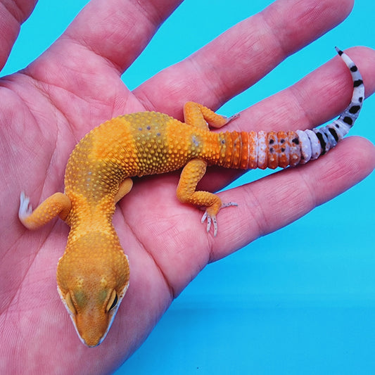 Super Giant Blood Emerine