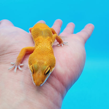 Super Giant Blood Emerine