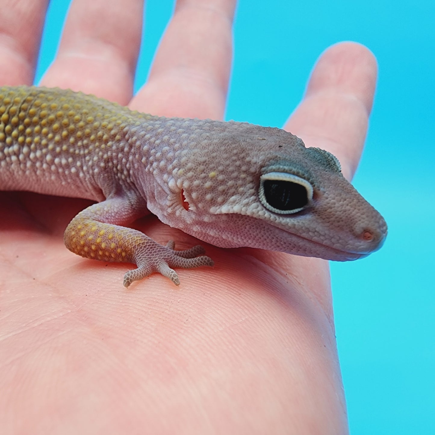 Afghanicus Blizzard possible Mack Snow 100% Het Diablo Blanco