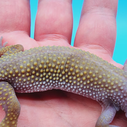 Afghanicus Blizzard possible Mack Snow 100% Het Diablo Blanco