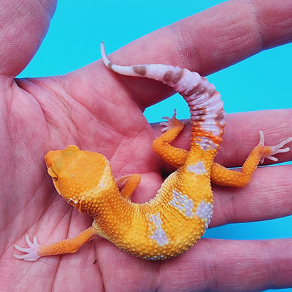 Female Mandarin Tremper Albino
