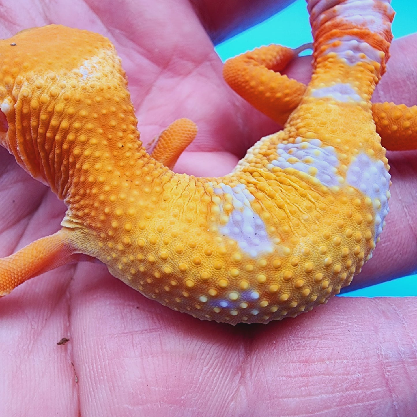 Female Mandarin Tremper Albino