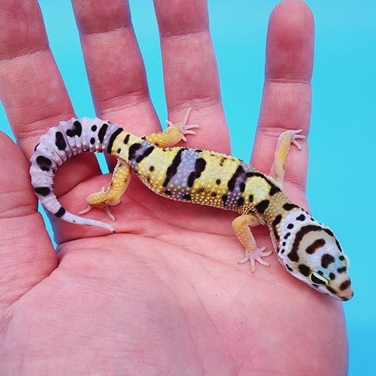 Hyper Xanthic Bold Turcmenicus Bandit possible White & Yellow