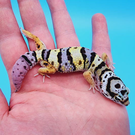 Hyper Xanthic Bold Halloween Mask Bandit Highlighter Turcmenicus possible White & Yellow (regen tail)