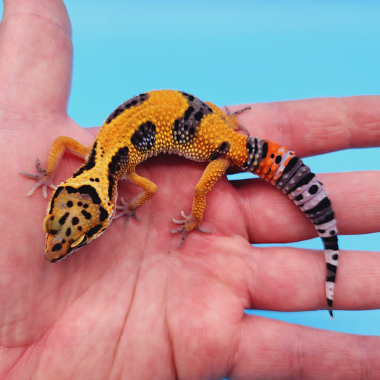 Giant Blood Emerine Fire Bold low possible het Cipher