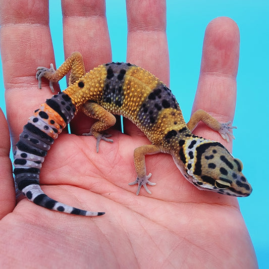 Giant Blood Emerine Fire Bold low possible het Cipher