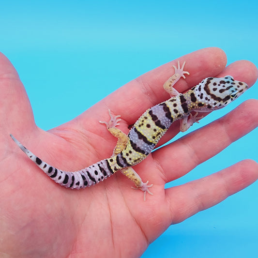 Hyper Xanthic Bold Turcmenicus Bandit possible White & Yellow