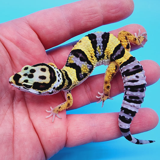 Bumblebee Halloween Mask Bandit