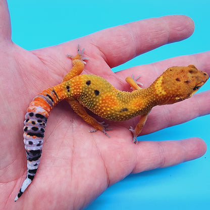 Mandarin Clown