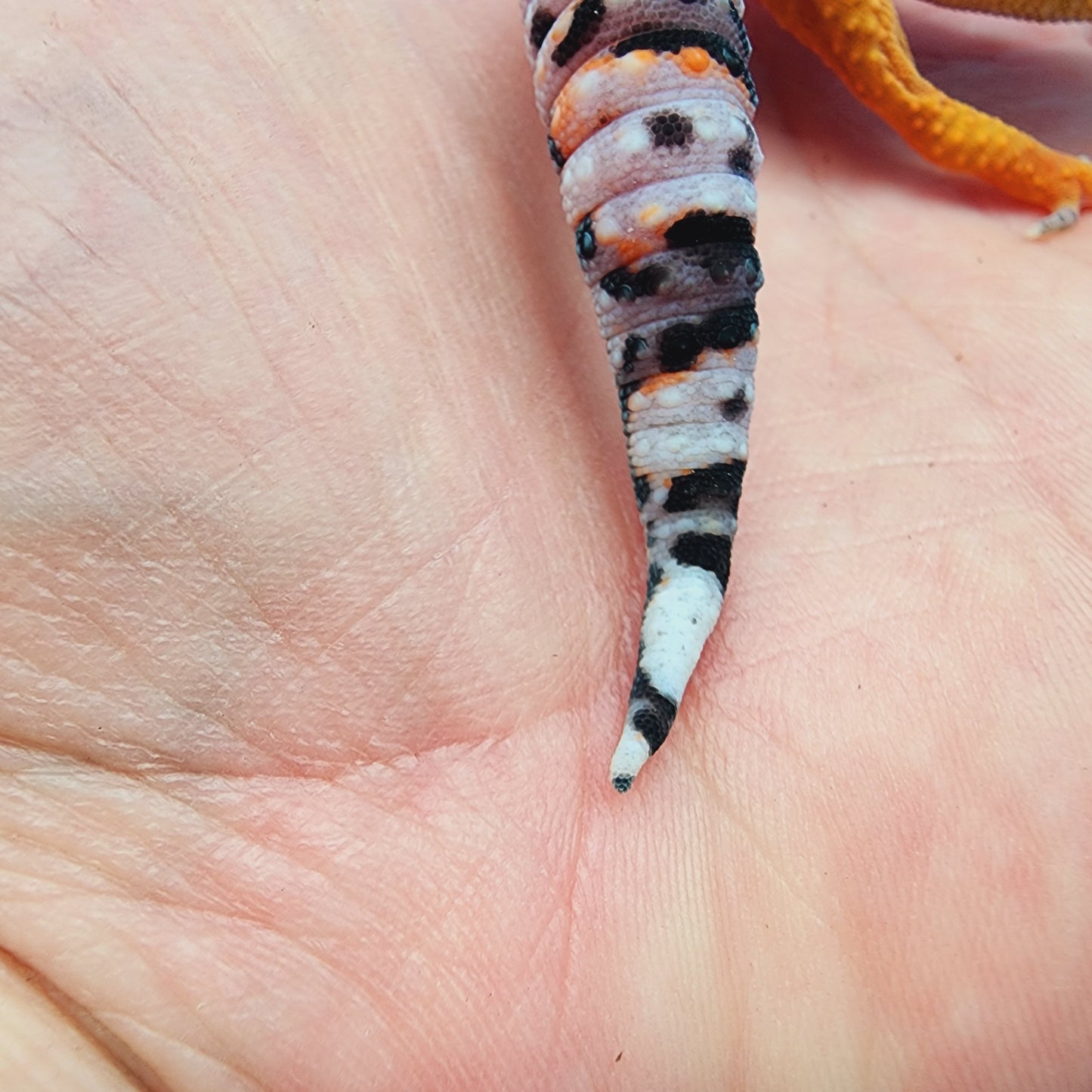 Mandarin Clown