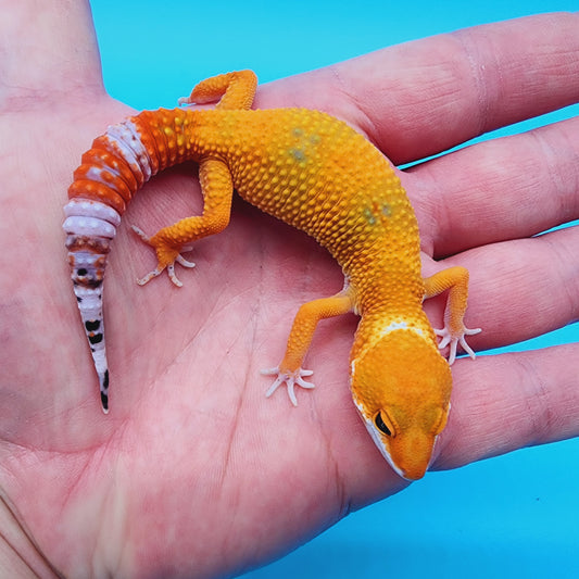 Mandarin Blood Emerine Clown