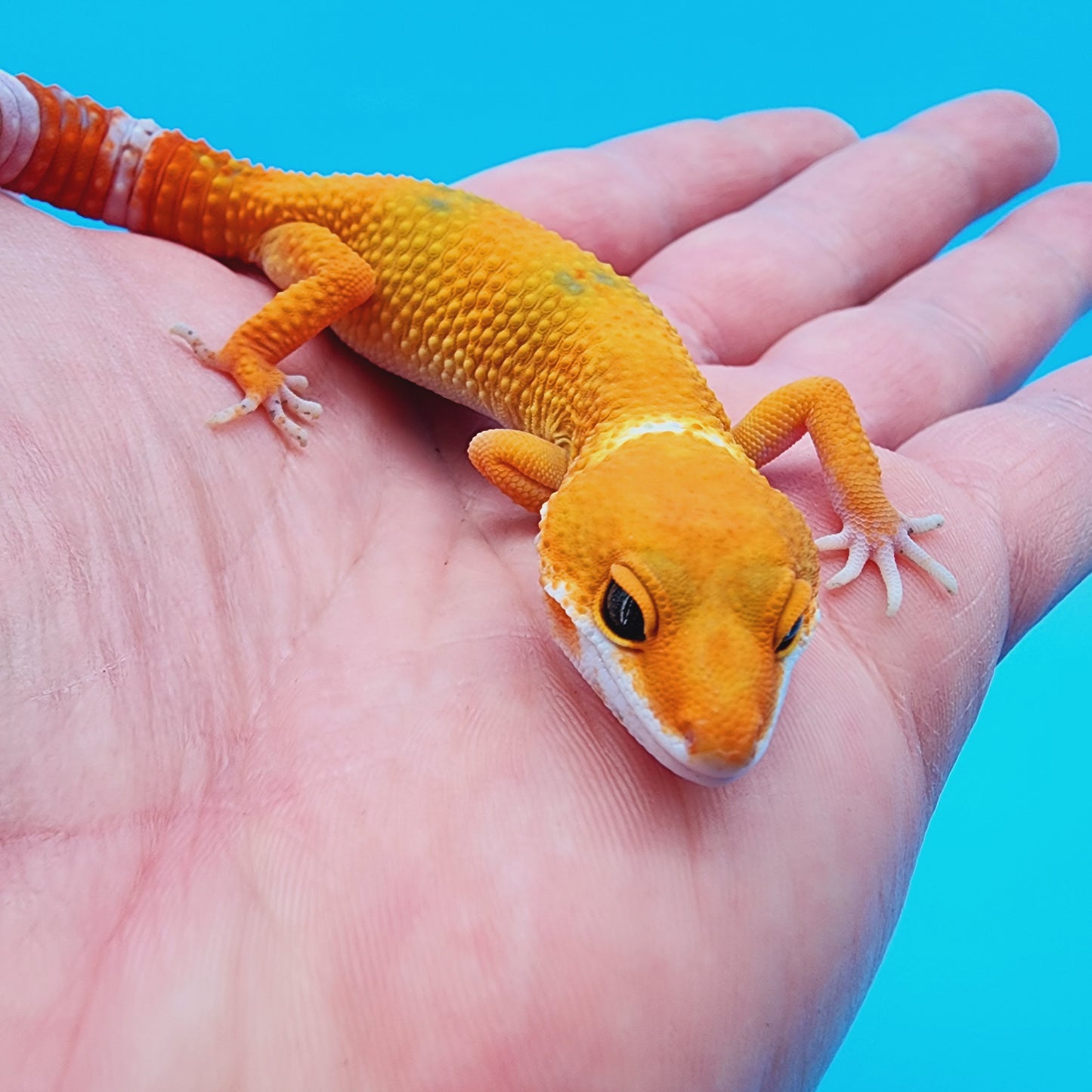 Mandarin Blood Emerine Clown