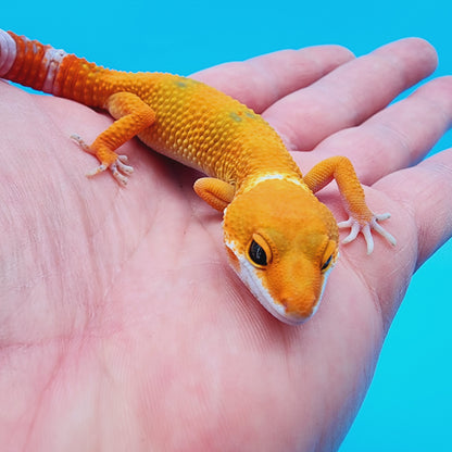 Mandarin Blood Emerine Clown