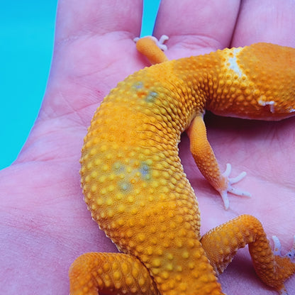 Mandarin Blood Emerine Clown