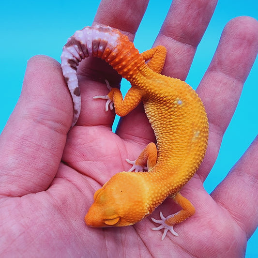 Mandarin Tremper Albino