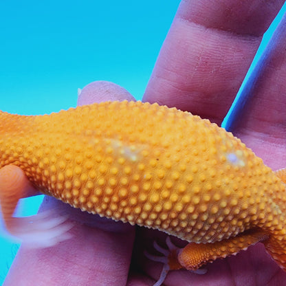Mandarin Tremper Albino