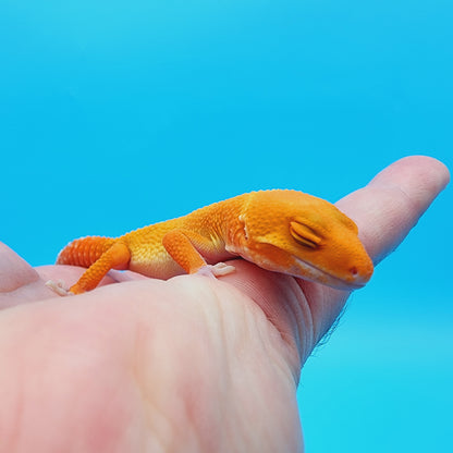 Mandarin Tremper Albino