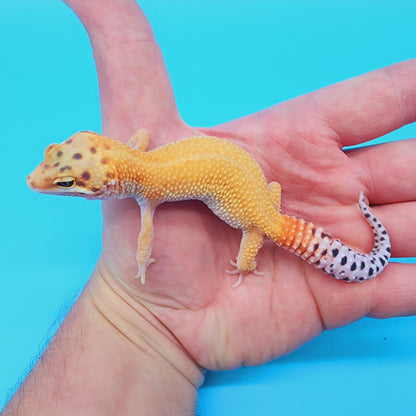 Mandarin Infenro Bold Eclipse possible White & Yellow