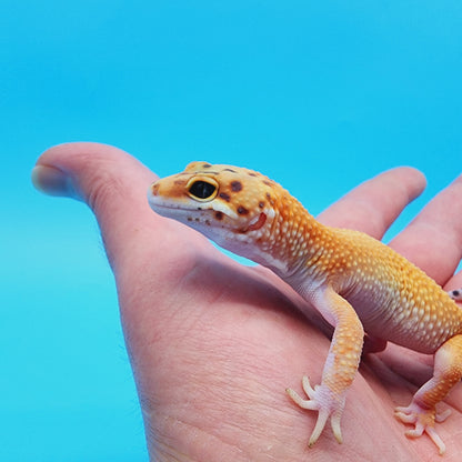 Mandarin Infenro Bold Eclipse possible White & Yellow