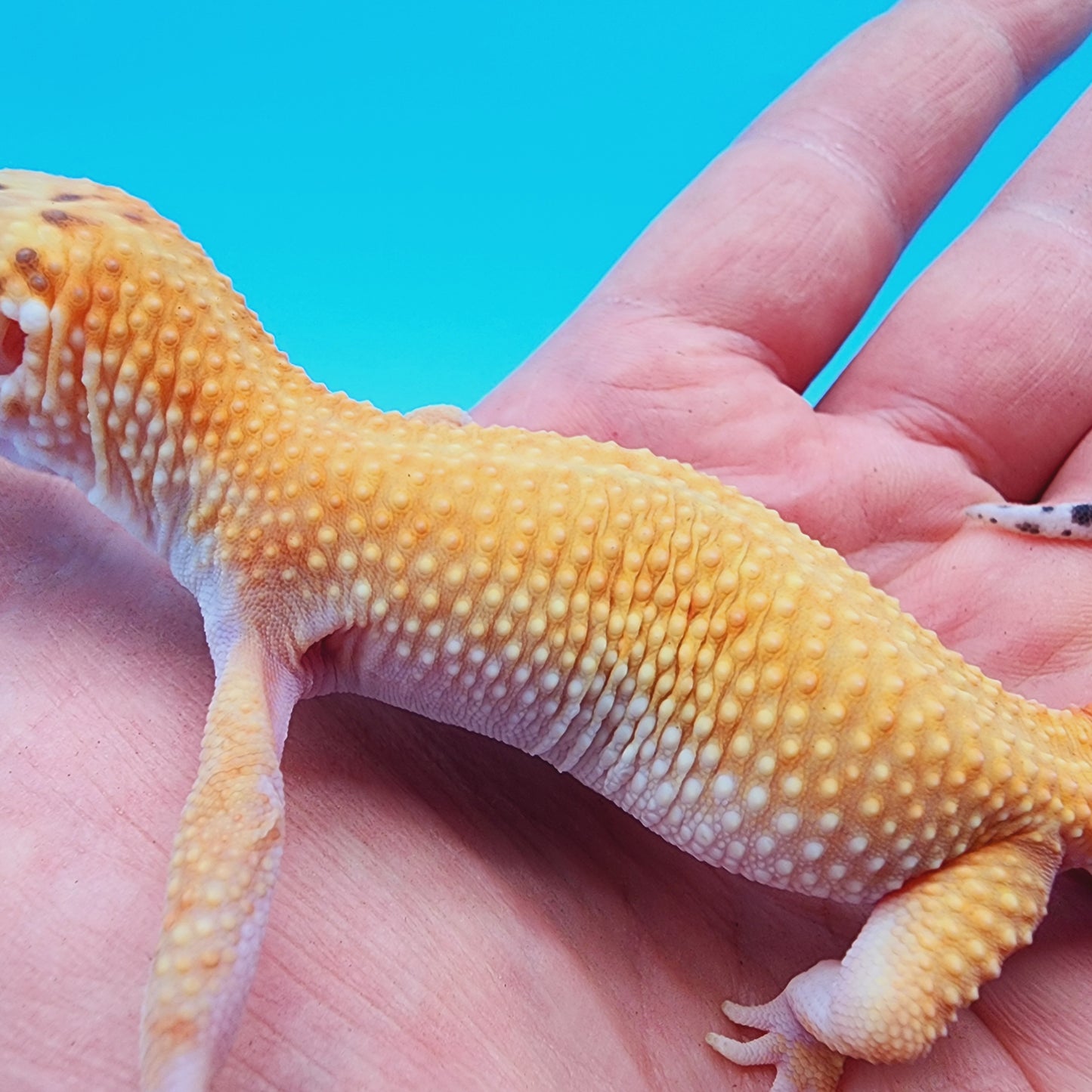 Mandarin Infenro Bold Eclipse possible White & Yellow