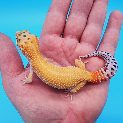 Mandarin Infenro Bold Eclipse possible White & Yellow