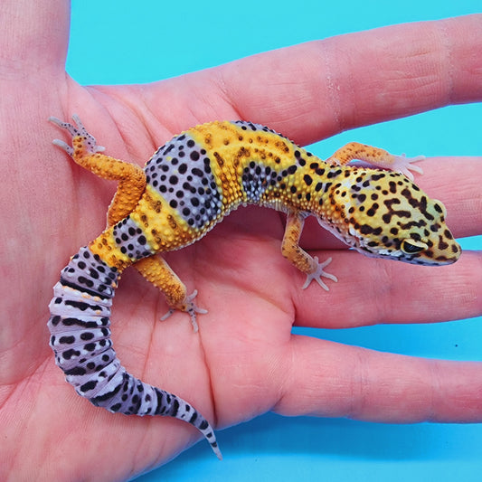 Giant Mandarin Blood Clown 100% het Tremper