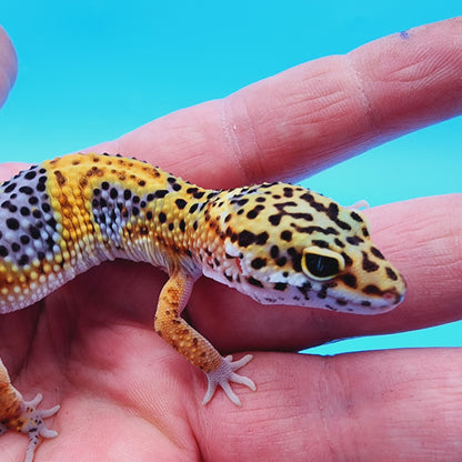 Giant Mandarin Blood Clown 100% het Tremper