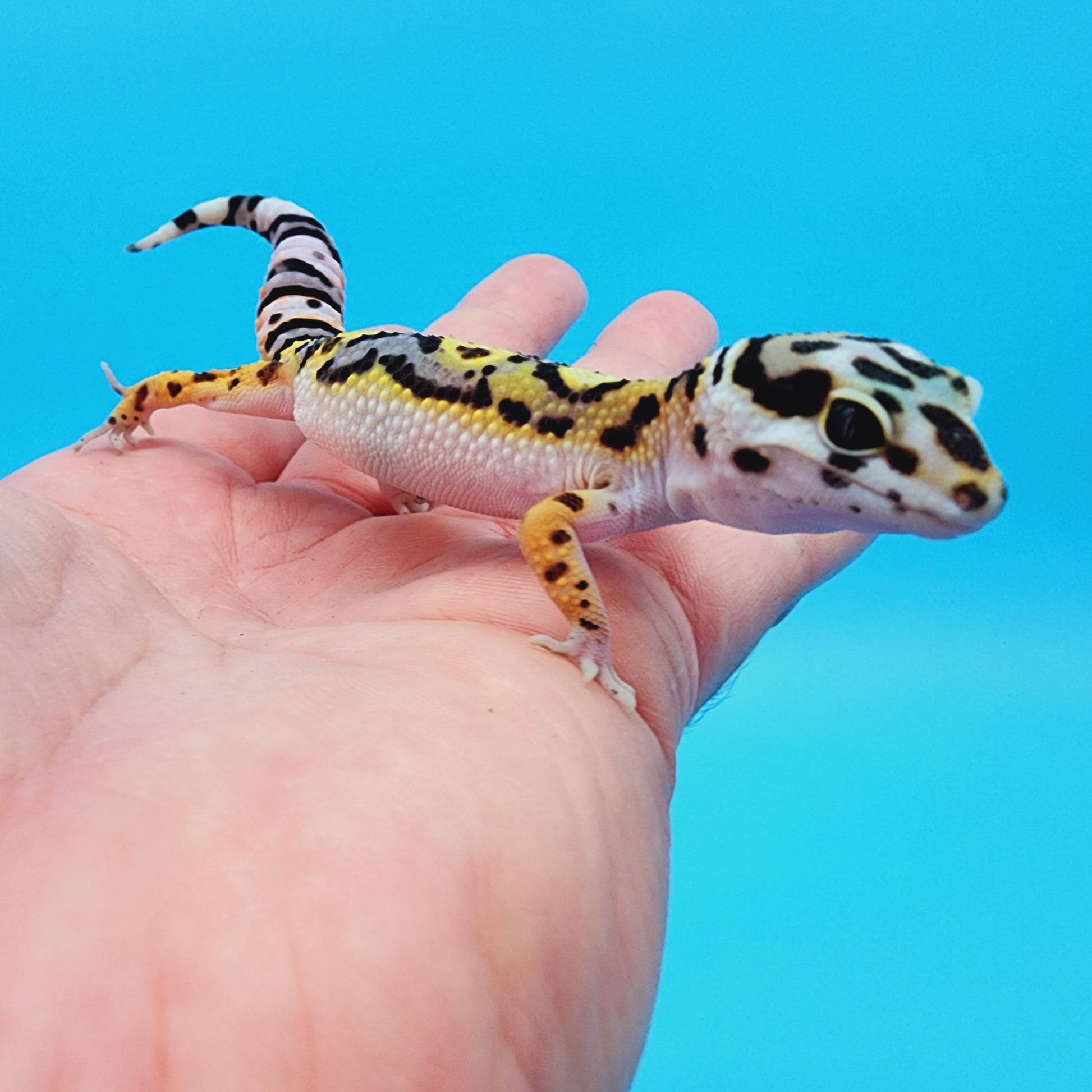 TBS Fire Bold Halloween Mask Bandit 100% Het Tremper Albino Possible W ...