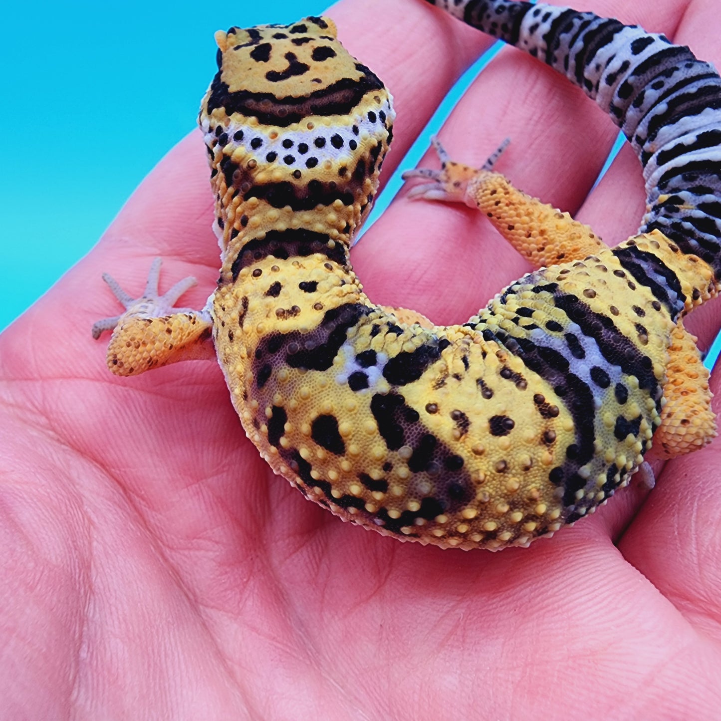 Dark Cheetah