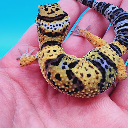 Dark Cheetah