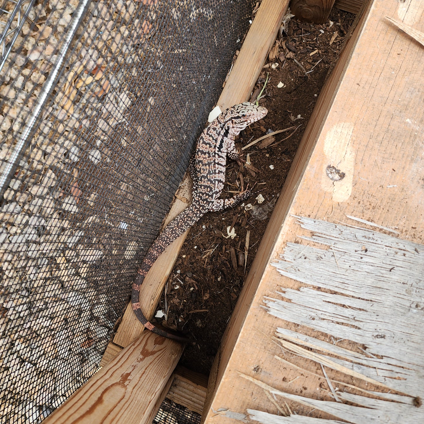 2023 Juvenile High White Red Tegu [Can mix with other tegu discounts!]